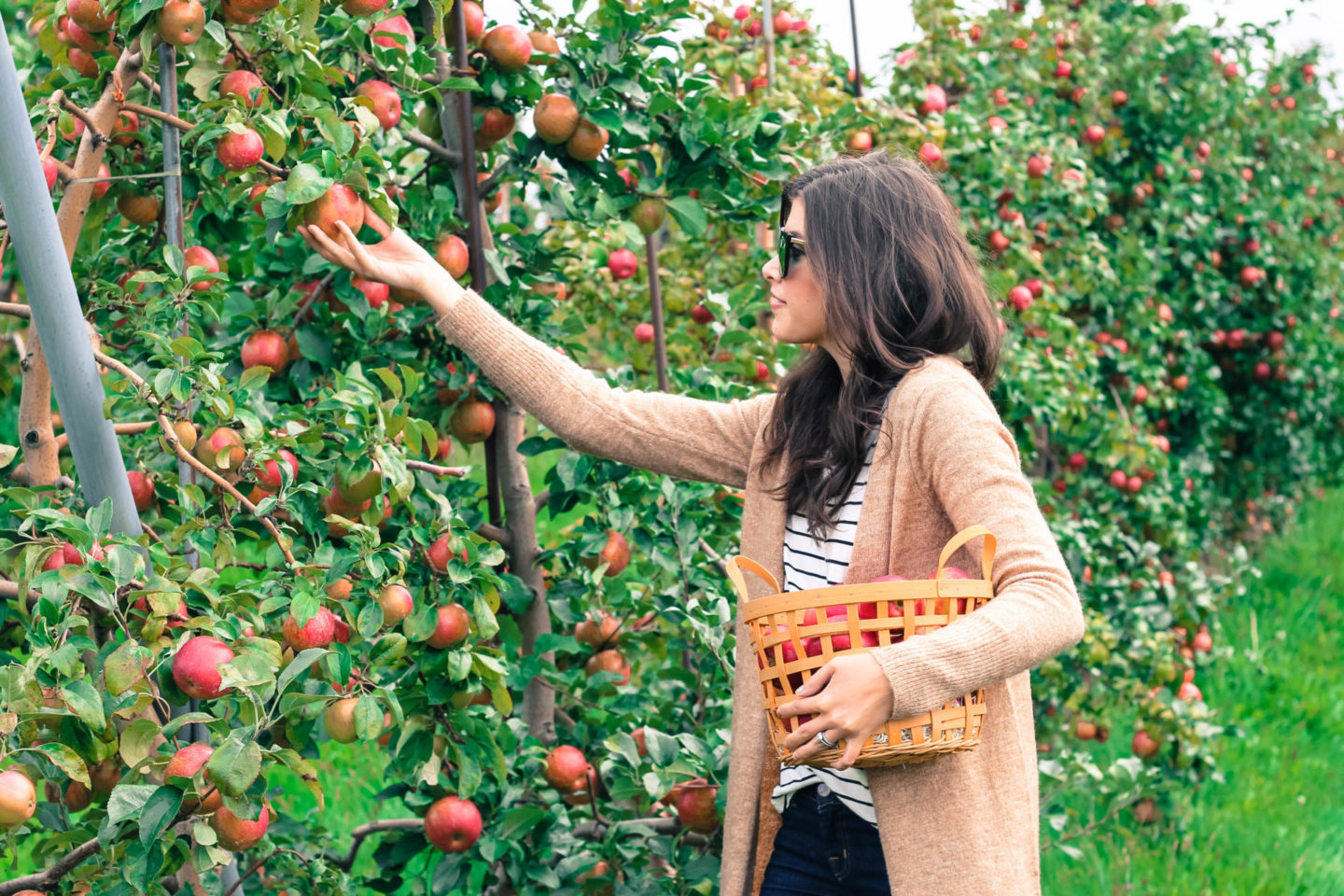 Apple Picking Season In Upstate New York Style Waltz